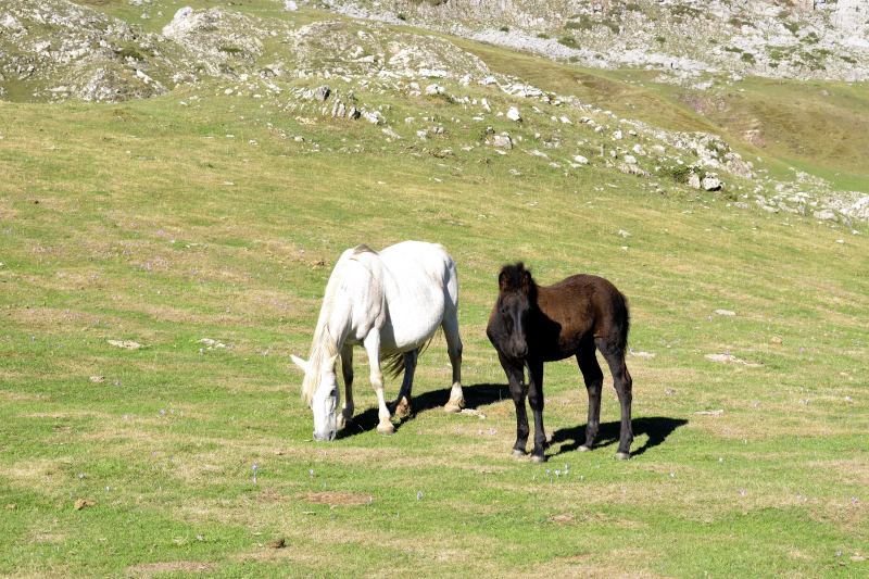 Caballos en Vega Candioches