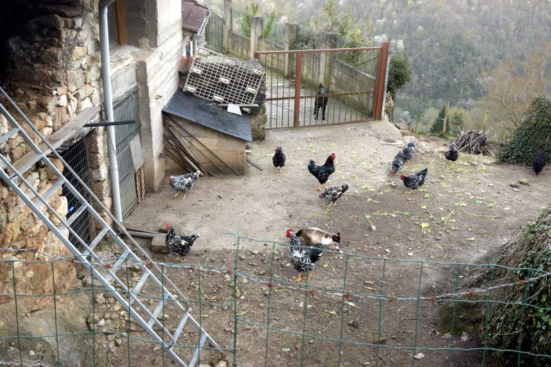Gallinero en La Collada