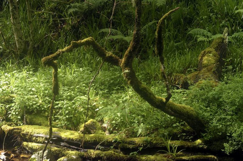 Ramas de árbol en el río Tablizas o Muniellos