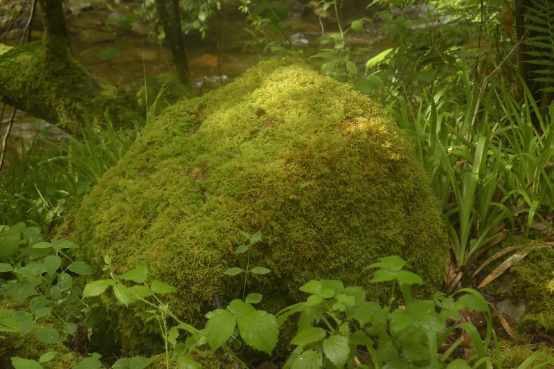 Roca totalmente cubierta de musgo